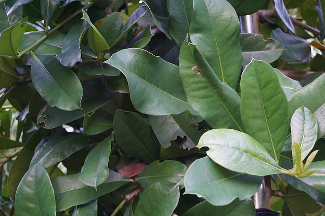 Amphitecna latifolia