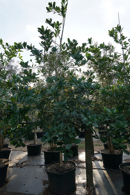 Amphitecna latifolia