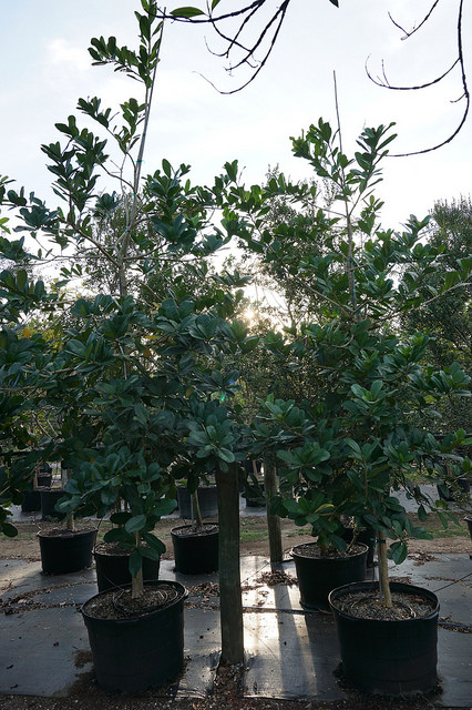 Amphitecna latifolia