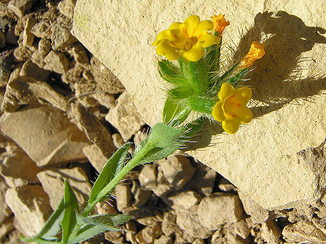 Amsinckia carinata