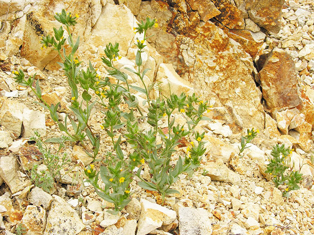 Amsinckia carinata