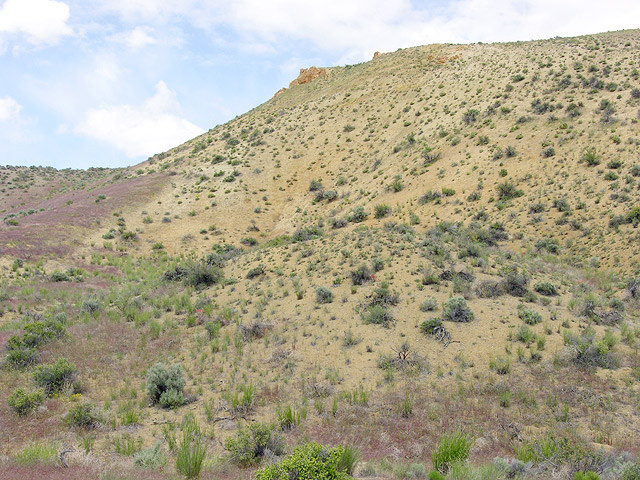 Amsinckia carinata (Amsinckia carinata)