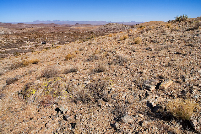 Amsinckia grandiflora