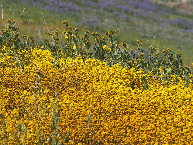 Amsinckie (Amsinckia lycopsoides)