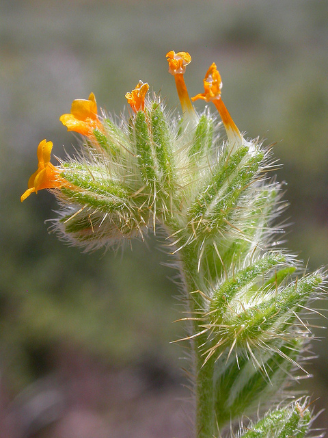 Amsinckia tessellata