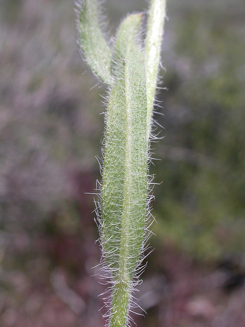 Amsinckia tessellata