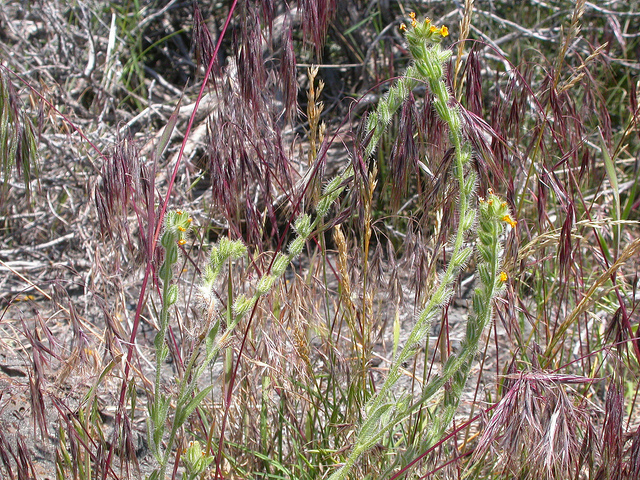 Amsinckia tessellata