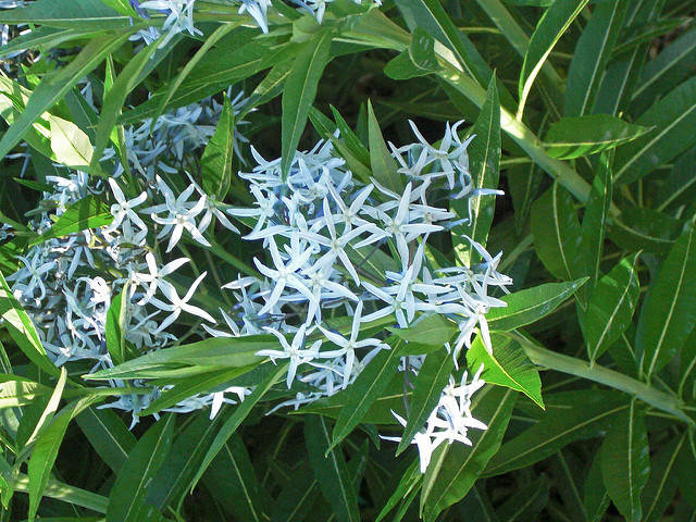 Amsonie ciliée (Amsonia ciliata)