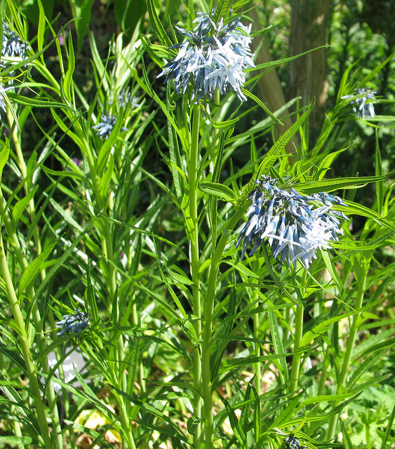 Amsonia hubrichtii (Amsonia hubrichtii)