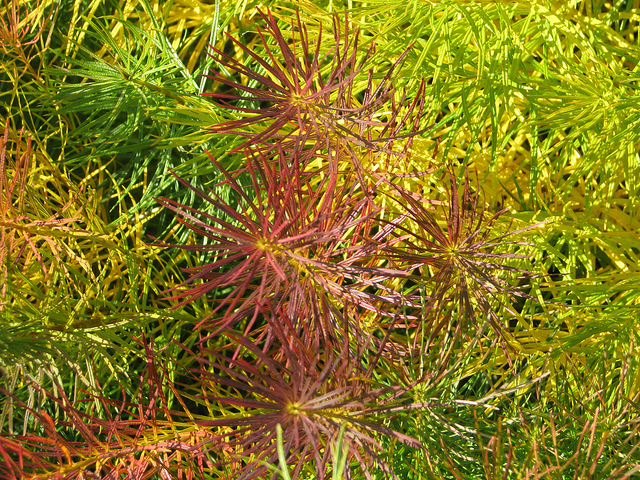 Amsonia hubrichtii