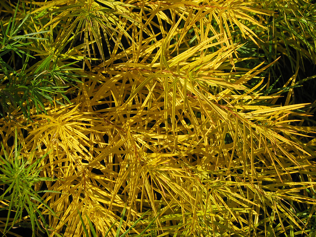 Amsonia hubrichtii