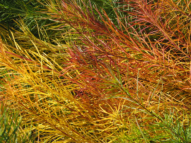 Amsonia hubrichtii