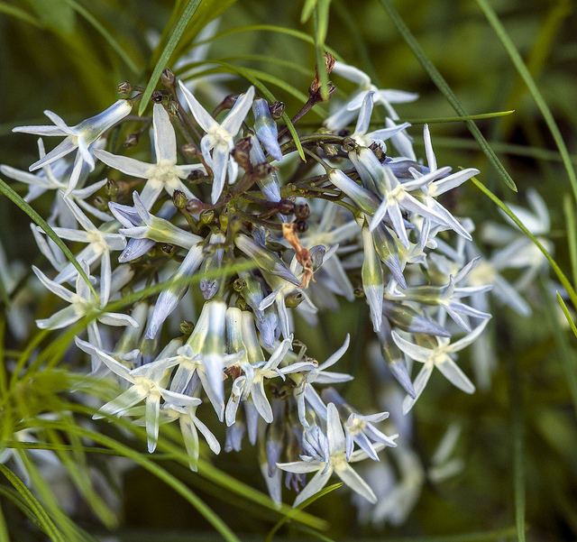 Amsonia hubrichtii