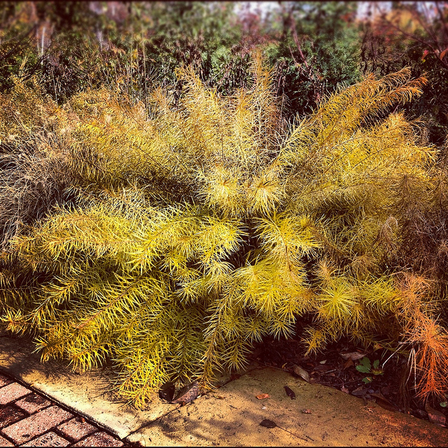 Amsonia hubrichtii