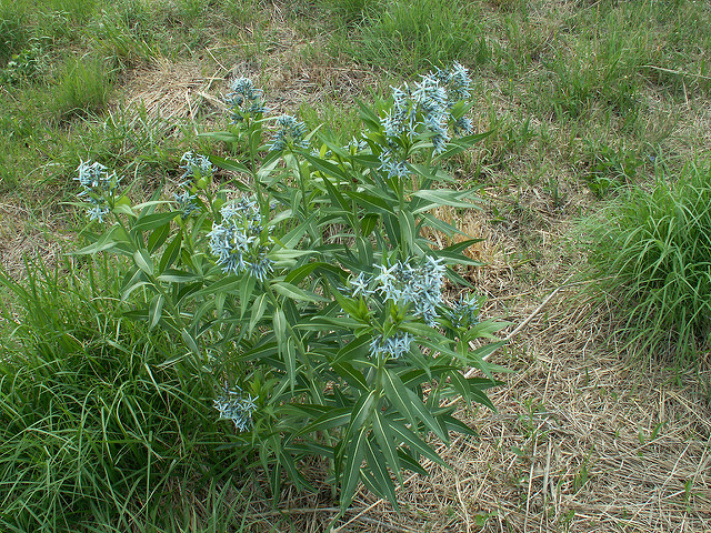 Amsonia illustris