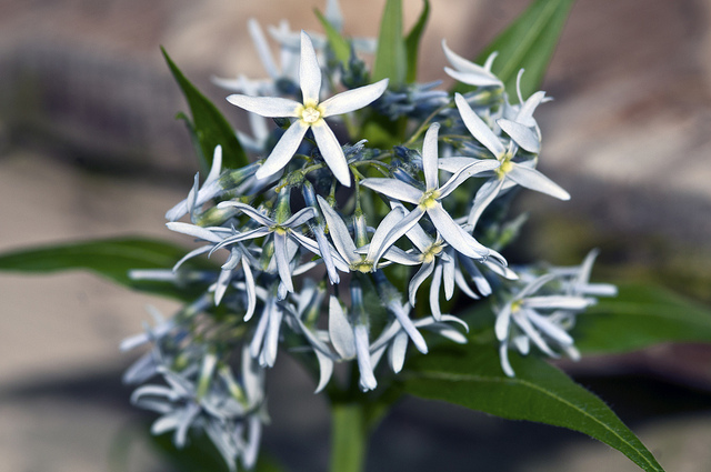Amsonia illustris