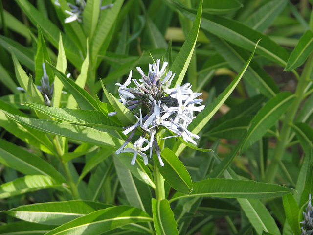 Amsonia illustris (Amsonia illustris)