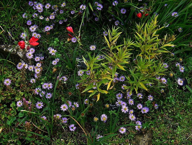 Amsonia (Amsonia)