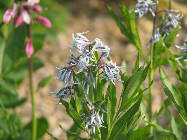 Amsonia jonesii