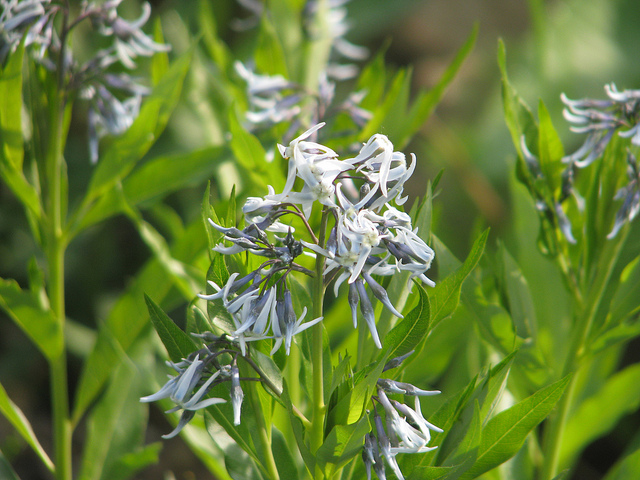 Amsonia jonesii