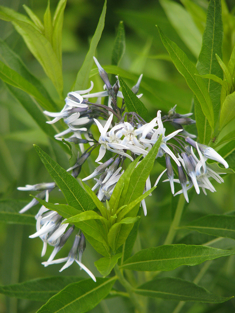 Amsonia jonesii