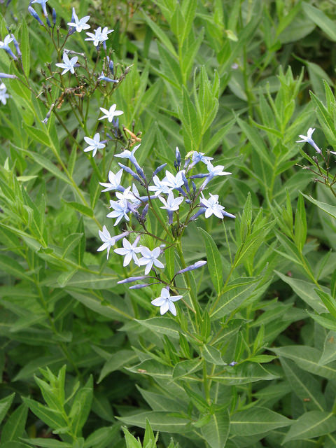 Amnsonie orientale
