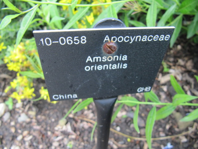 Amnsonie orientale