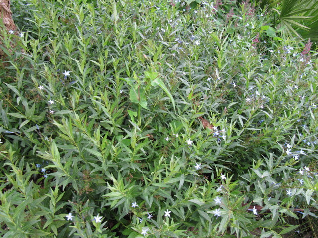 Amnsonie orientale (Amsonia orientalis)