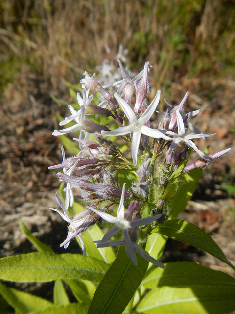 étoile bleue