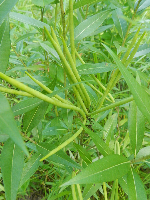étoile bleue