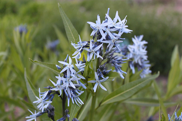 étoile bleue