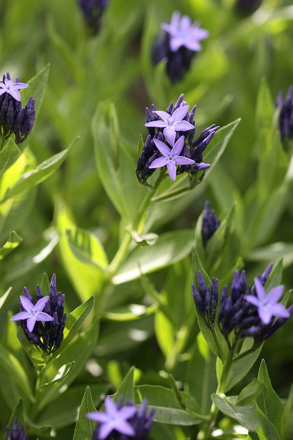étoile bleue