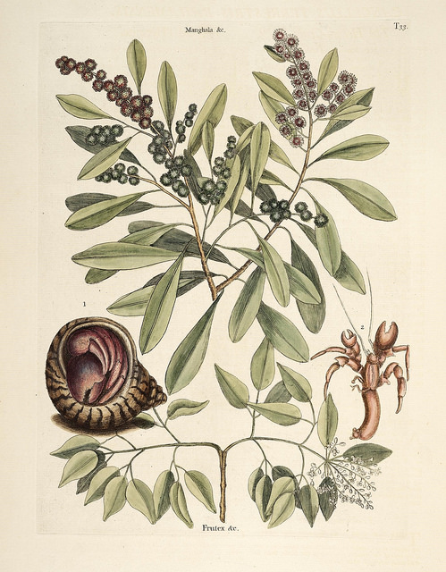 Amyris elemifera