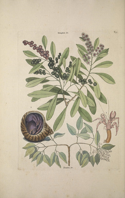 Amyris elemifera