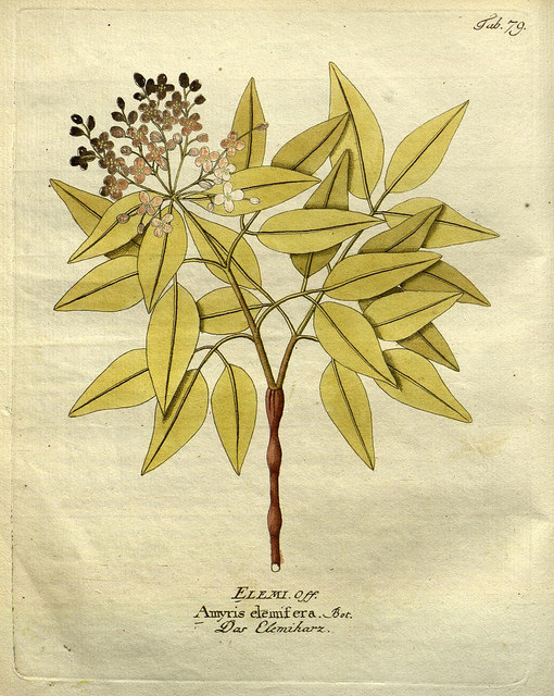 Amyris elemifera