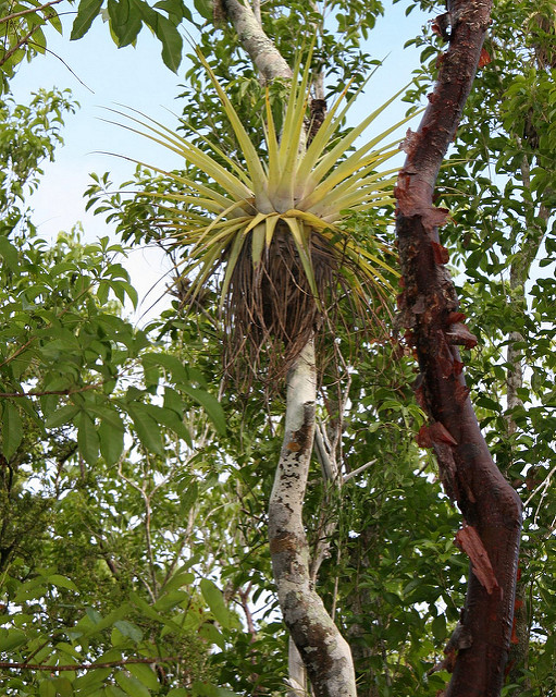 Amyris elemifera