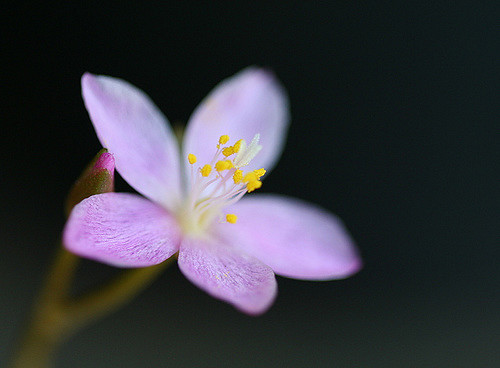 Anacampseros filamentosa (Anacampseros filamentosa)