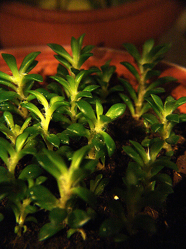 Anacampseros rufescens
