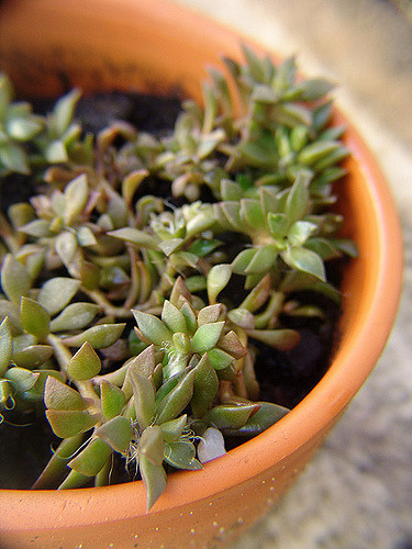 Anacampseros rufescens