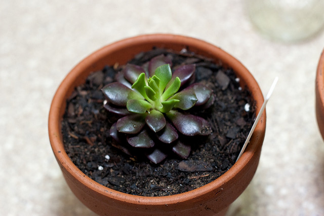 Anacampseros rufescens