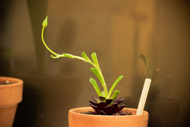 Anacampseros rufescens