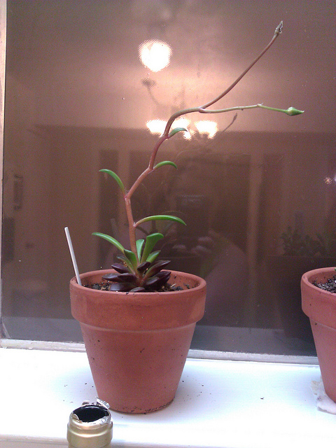 Anacampseros rufescens