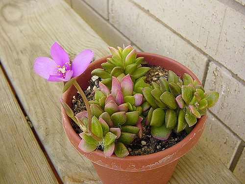 Anacampseros telephiastrum