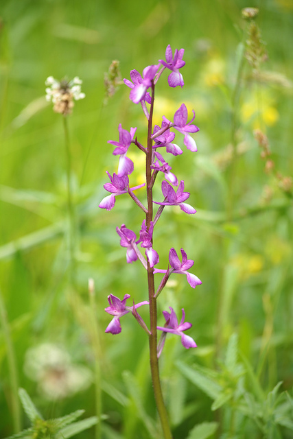 Ivraie des prés (Anacamptis laxiflora)