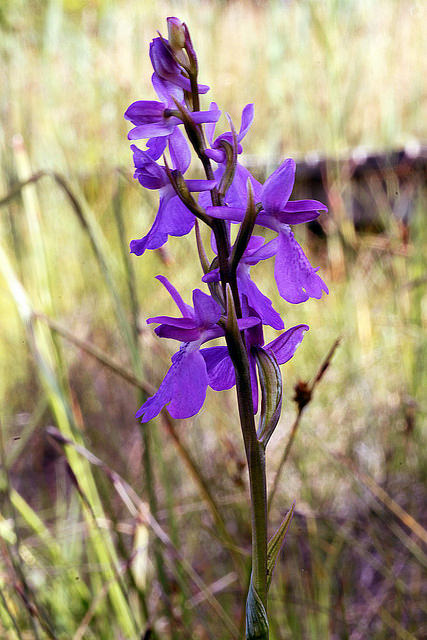 Orchis des marais (Anacamptis palustris)
