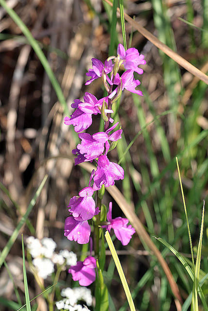 Orchis des marais