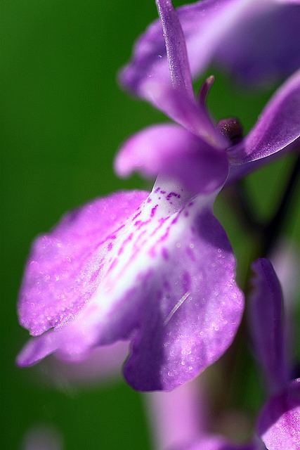 Orchis des marais