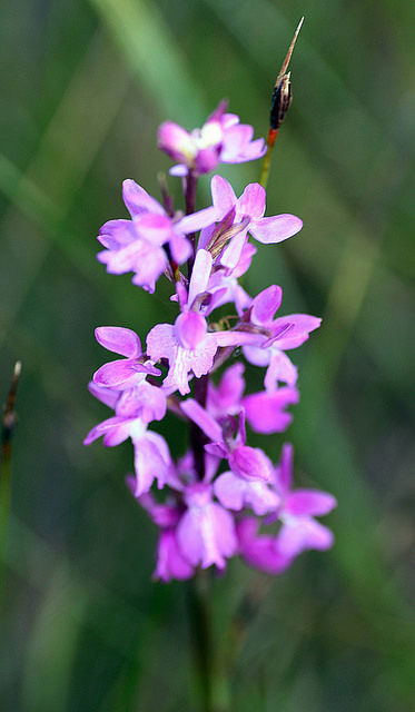 Orchis des marais