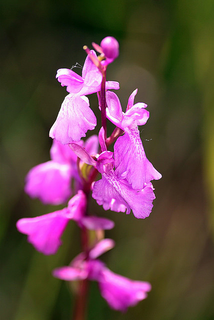 Orchis des marais