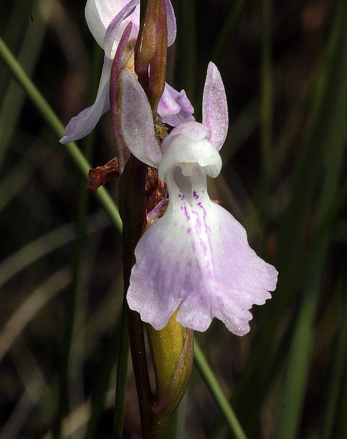 Orchis des marais